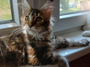 Tündéri maine coon kislány