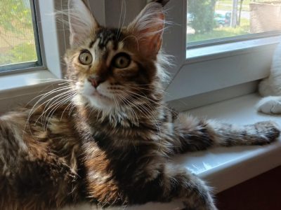 Tündéri maine coon kislány