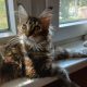 Tündéri maine coon kislány