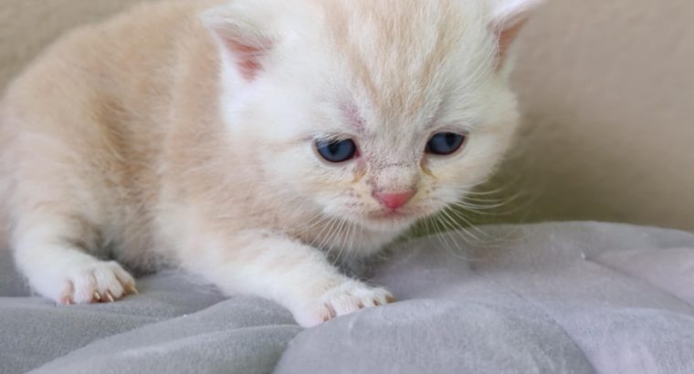 Krém ezüst tabby kis kandúr