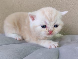 Krém ezüst tabby kis kandúr
