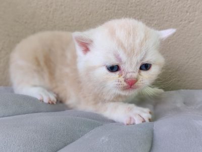 Krém ezüst tabby kis kandúr