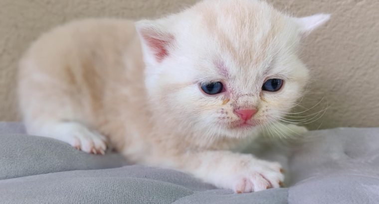 Krém ezüst tabby kis kandúr