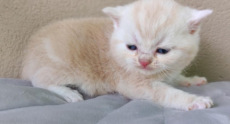 Krém ezüst tabby kis kandúr