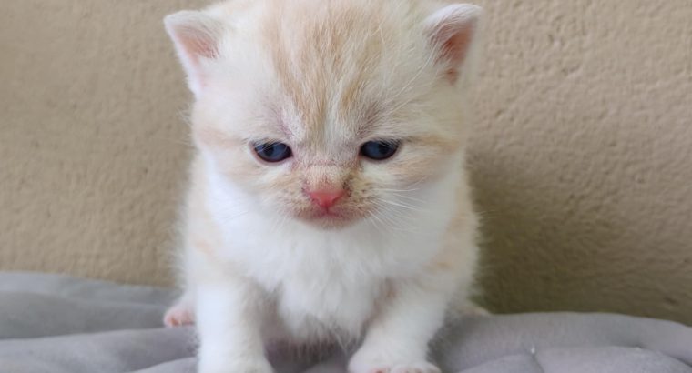Krém bicolor brit kandúrka