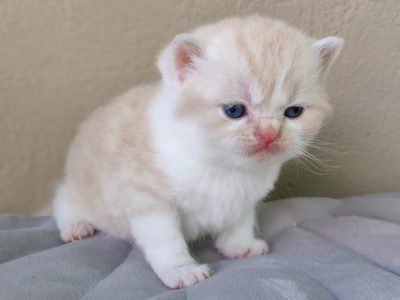 Krém bicolor brit kandúrka