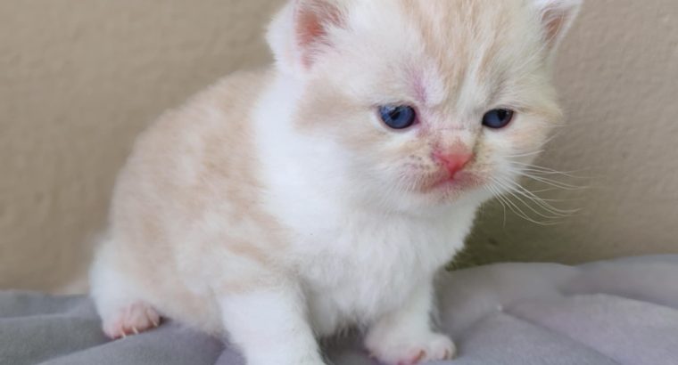 Krém bicolor brit kandúrka