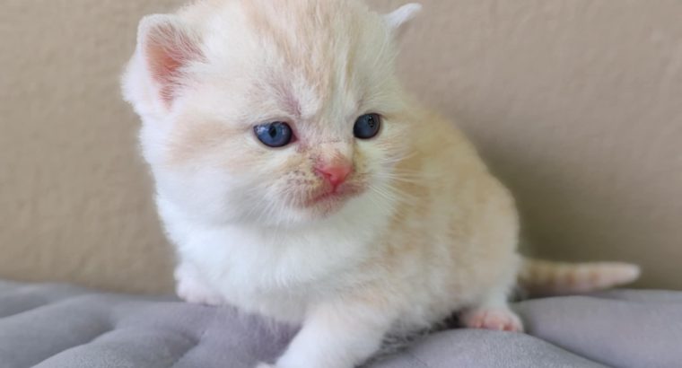 Krém bicolor brit kandúrka