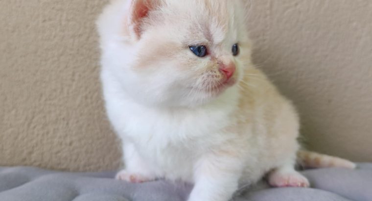 Krém bicolor brit kandúrka