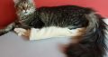 Maine Coon kandúr költözne.