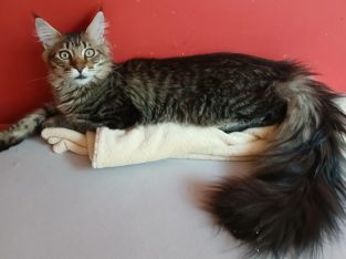 Maine Coon kandúr költözne.