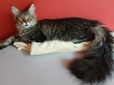 Maine Coon kandúr költözne.