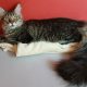 Maine Coon kandúr költözne.