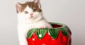 Alina of Merry&Bright csoki bicolor