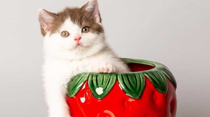 Alina of Merry&Bright csoki bicolor