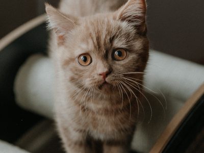 BRUCE, a fahéj kisoroszlán