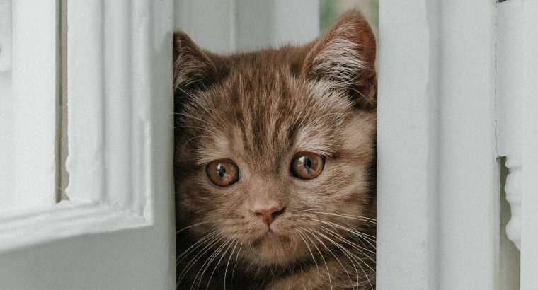 BRUCE, a fahéj kisoroszlán