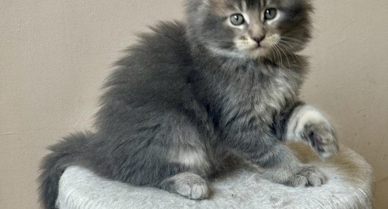 Pinkycat Yamal