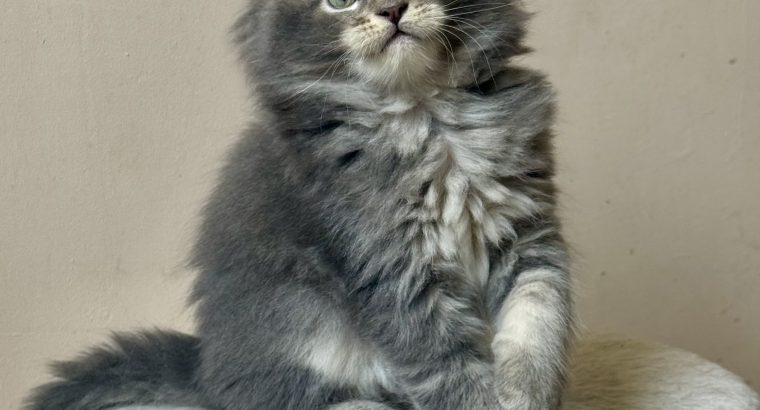 Pinkycat Yamal