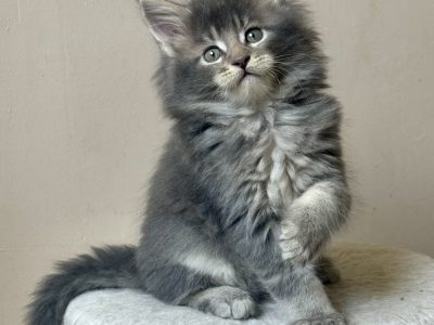 Pinkycat Yamal