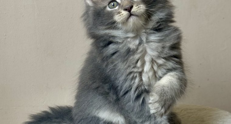 Pinkycat Yamal