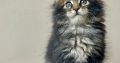 Pinkycat Yasha