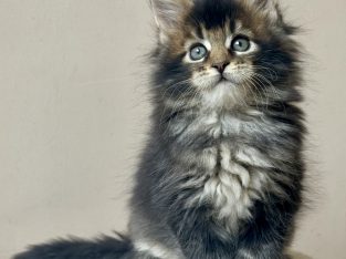 Pinkycat Yasha