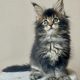 Pinkycat Yasha