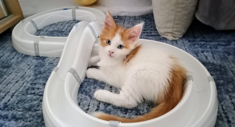 Starlet Cili