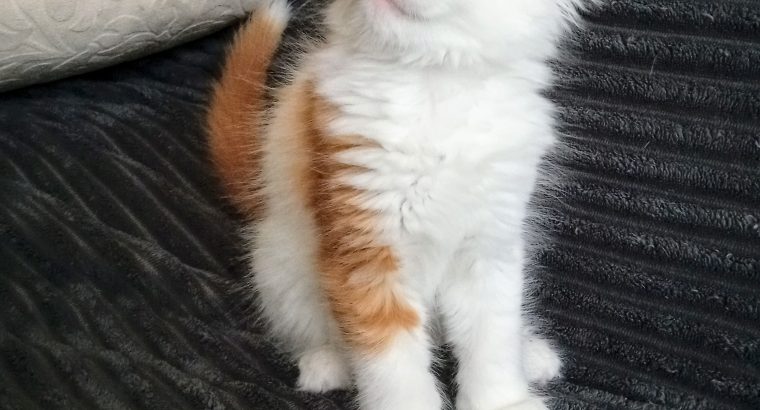 Starlet Cili