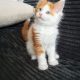 Starlet Cili