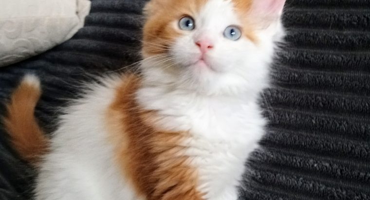 Starlet Cili