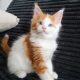 Starlet Cili