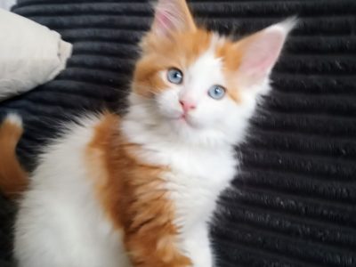 Starlet Cili