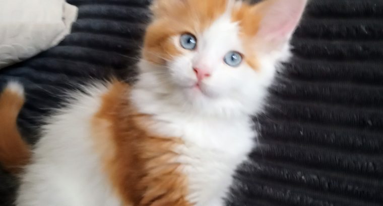 Starlet Cili