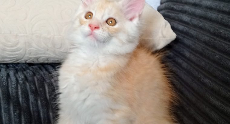 Starlet Viola