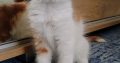 Starlet Cili