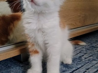 Starlet Cili