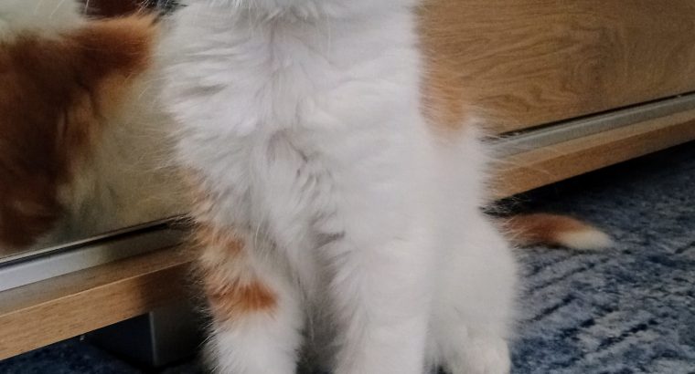 Starlet Cili