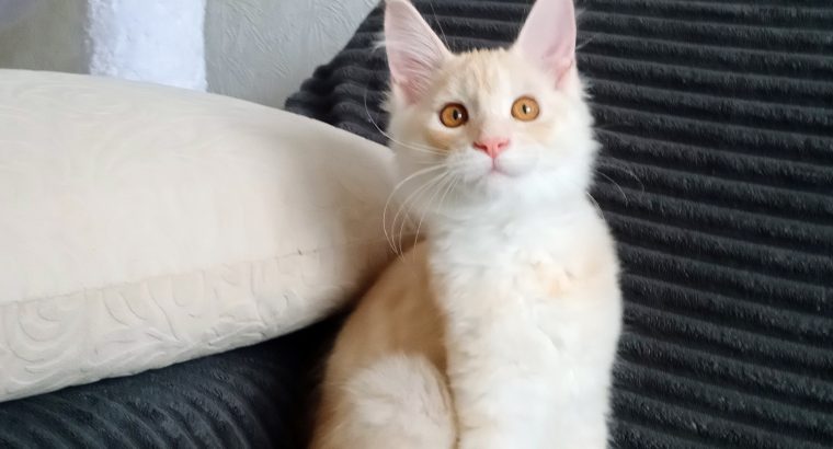 Starlet Viola