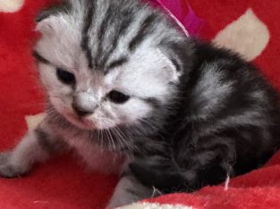 💙 Brit Silver Tabby cica