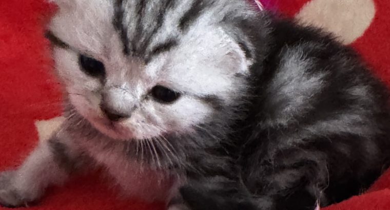 💙 Brit Silver Tabby cica