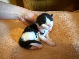Maine Coon foglalható