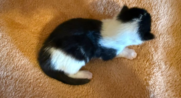 Maine Coon foglalható