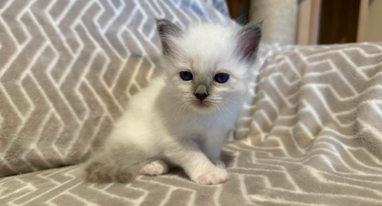 Birman nőstény eladó !