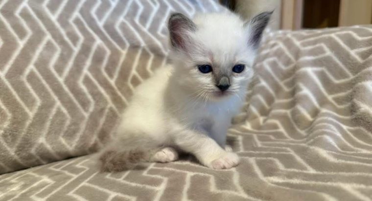 Birman nőstény eladó !