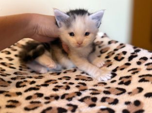 Moonlight Maeve kék szemű ❤️