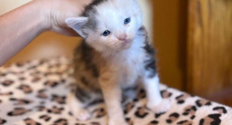 Moonlight Maeve kék szemű ❤️