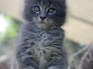 Freydis