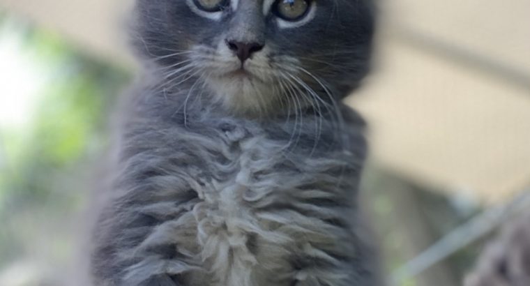 Freydis